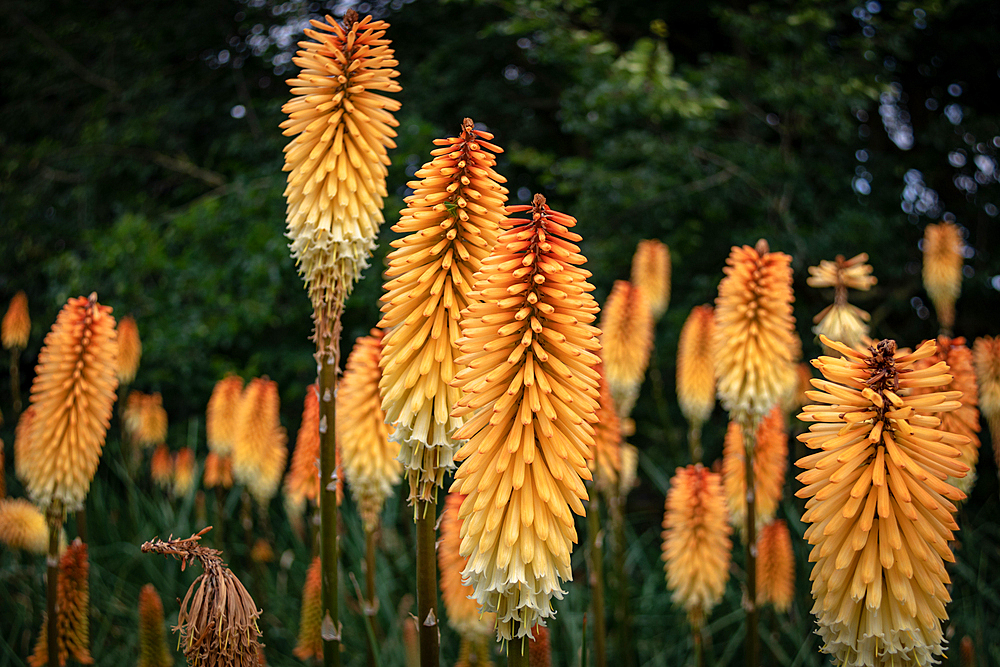 Vibrant orange kniphofia flowers (red hot pokers), against a lush green background at Kew Gardens, London, England, United Kingdom, Europe