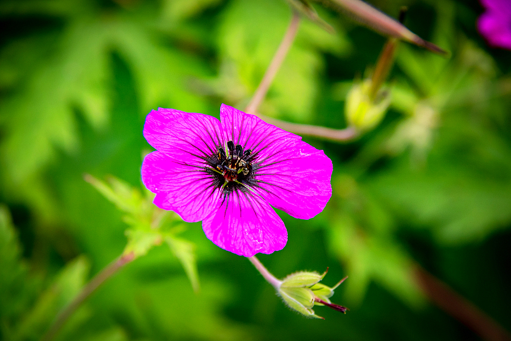 Vibrant purple geranium flower with delicate petals against a blurred green foliage background at Kew Gardens, London, England, United Kingdom, Europe