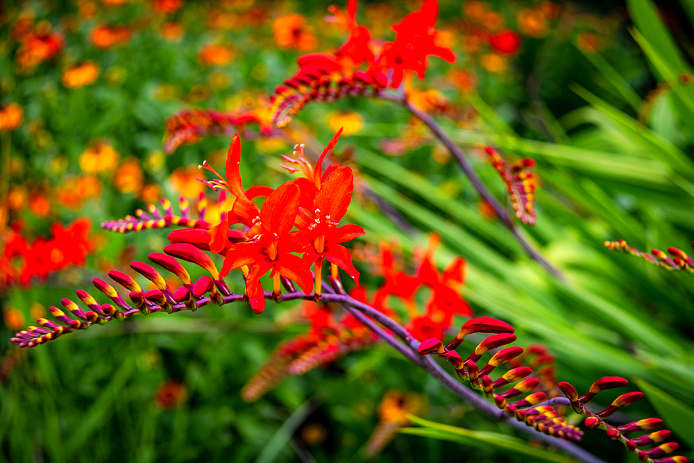 Vibrant red crocosmia flowers with green foliage background at Kew Gardens, London, England, United Kingdom, Europe