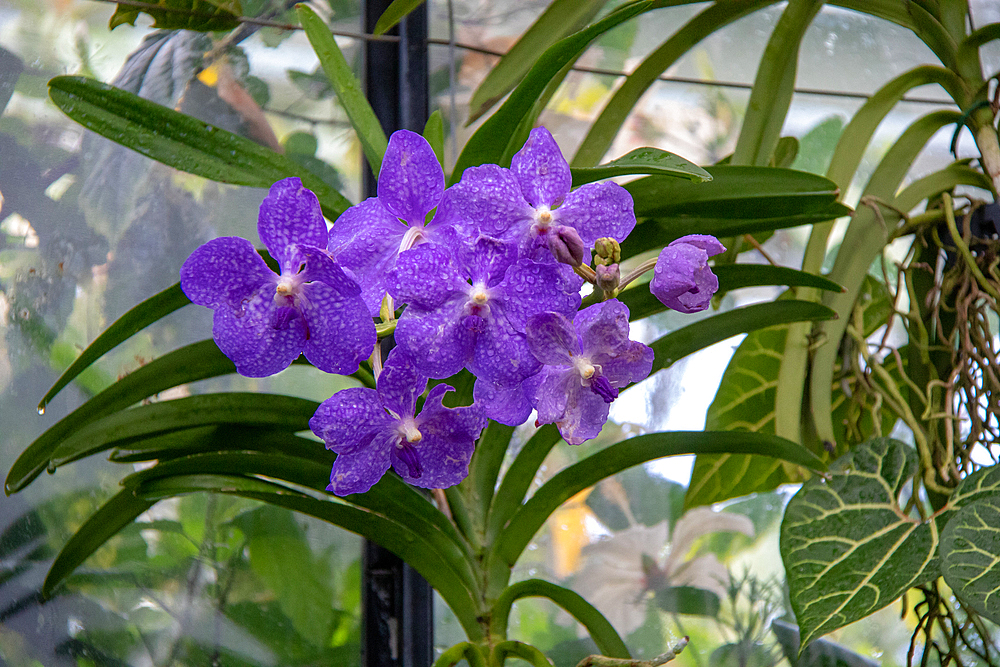 Vibrant purple orchids with green foliage in a greenhouse setting at Kew Gardens, London, England, United Kingdom, Europe