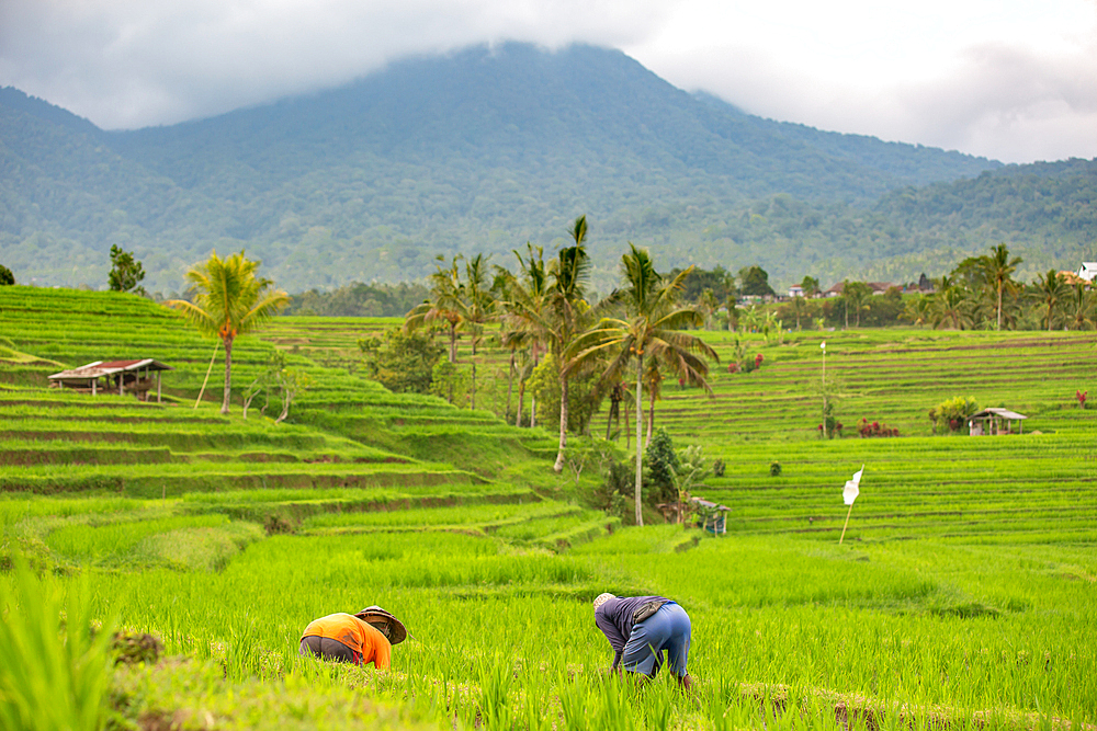 Farmers working in rice paddies in Jatiluwih, Bali, Indonesia, Southeast Asia, Asia