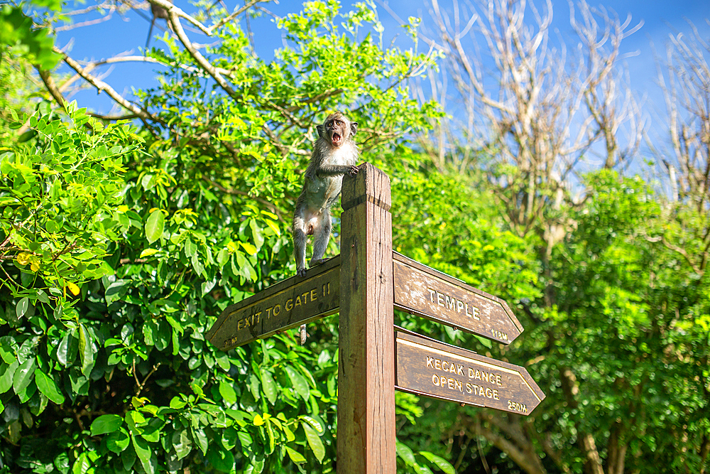 A little monkey standing on the wooden pole sign in Uluwatu temple complex, Bali, Indonesia, Southeast Asia, Asia