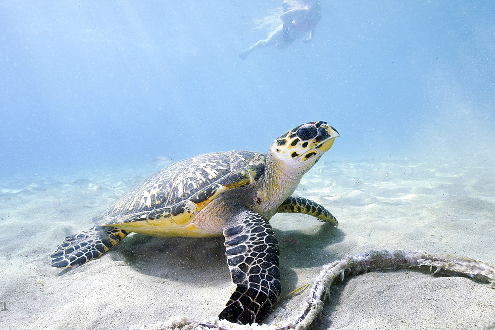 A snorkeler approaches a hawksbill sea turtle (Eretmochelys imbricata), feeding on fisherman scraps in the sand, Curacao.