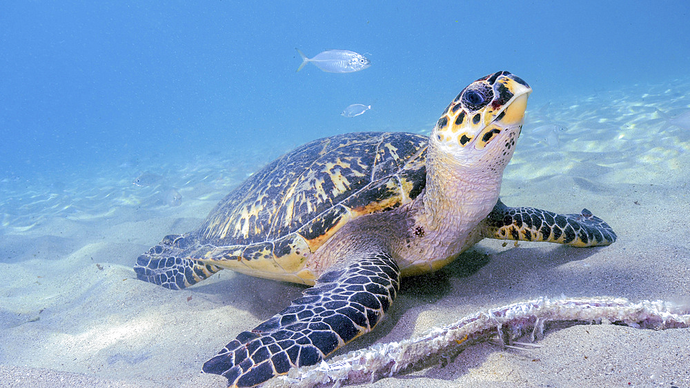 Hawksbill sea turtle (Eretmochelys imbricata), eating fisherman scraps, Curacao.