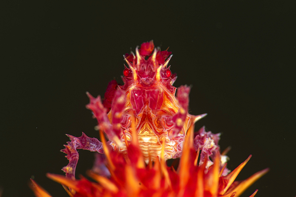 A soft coral crab, sometimes known as a candy crab, Anilao, Philippines.