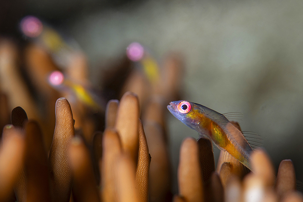 A tiny goby with large pink eyes rests on the tips of branching coral, Anilao, Philippines.