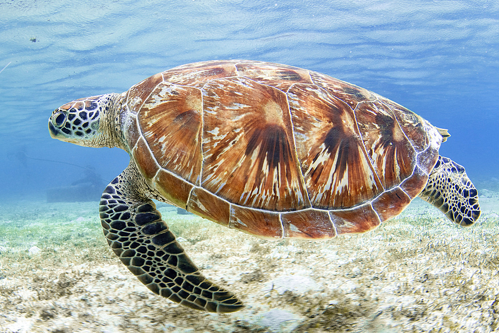 A green sea turtle, Solomon Islands.