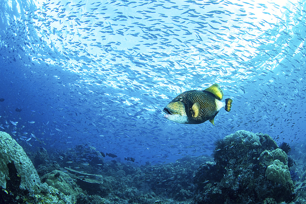 A triggerfish swims under a surface thick with a school of small fish, Raja Ampat, Indonesia.