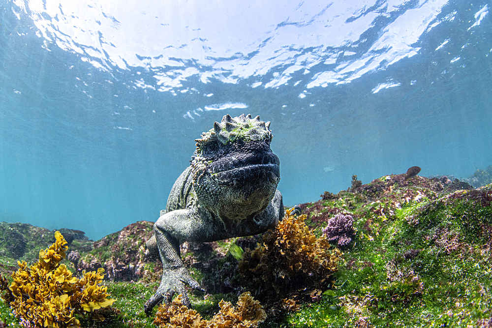 A marine iguana (Amblyrhynchus cristatus) on a shallow reef, Galapagos Islands, Ecuador.