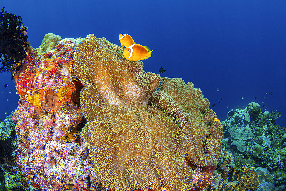 A pair of white capped clownfish, found exclusively in the Solomon Islands.