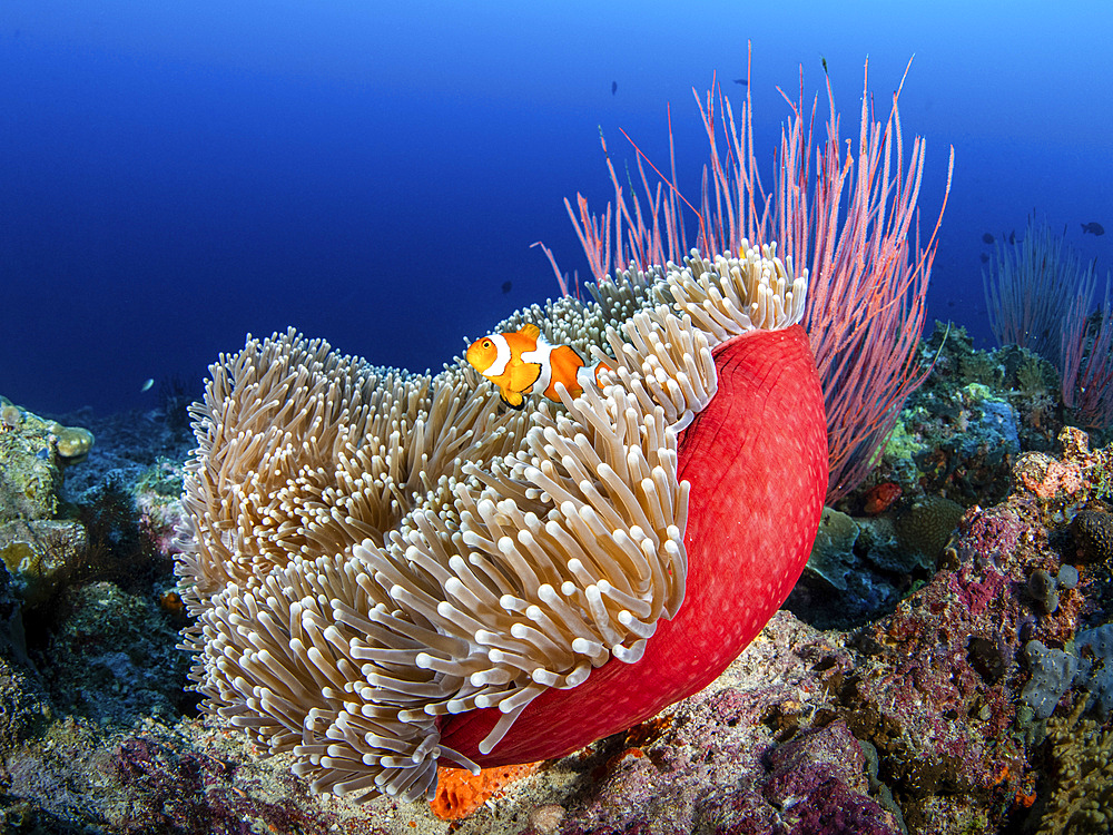 A common clownfish in a symbiotic sea anemone, Solomon Islands.