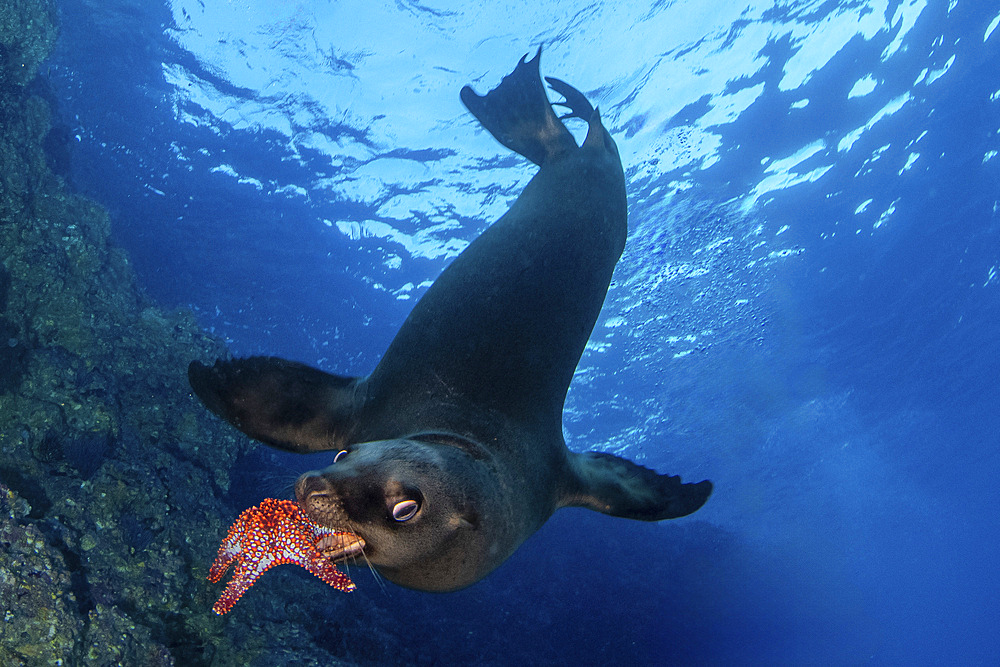 A sea lion, Zalophus Californianus, holds a sea star in its mouth, Sea of Cortez, Los Islotes, Mexico.