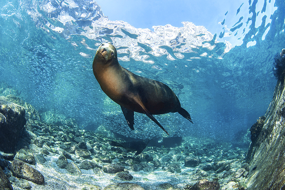 A sea lion, Zalophus Californianus, in the sea of Cortez, Los Islotes, Mexico.