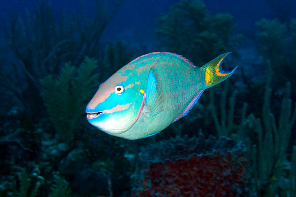 Stoplight Parrotfish on Caribbean reef.