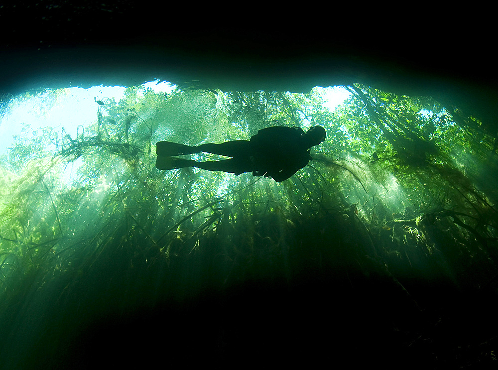 Scuba diver in the Garden of Eden cavern part of the cenote system on the Yucatan Peninsula of Mexico.