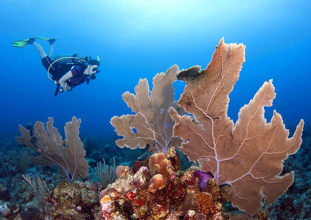 Diver with large purple sea fan, Cariibean Sea.