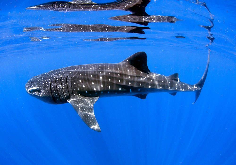 Whale Shark off coast of Isla Mujeres, Mexico.
