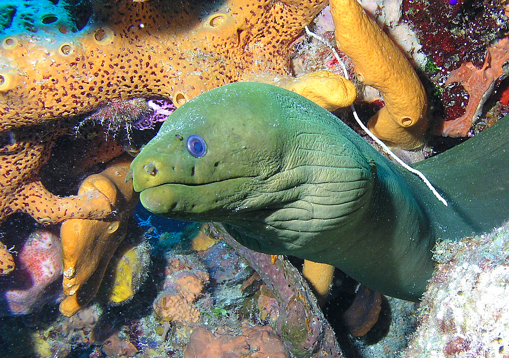 Green moray eel on Caribbean reef.