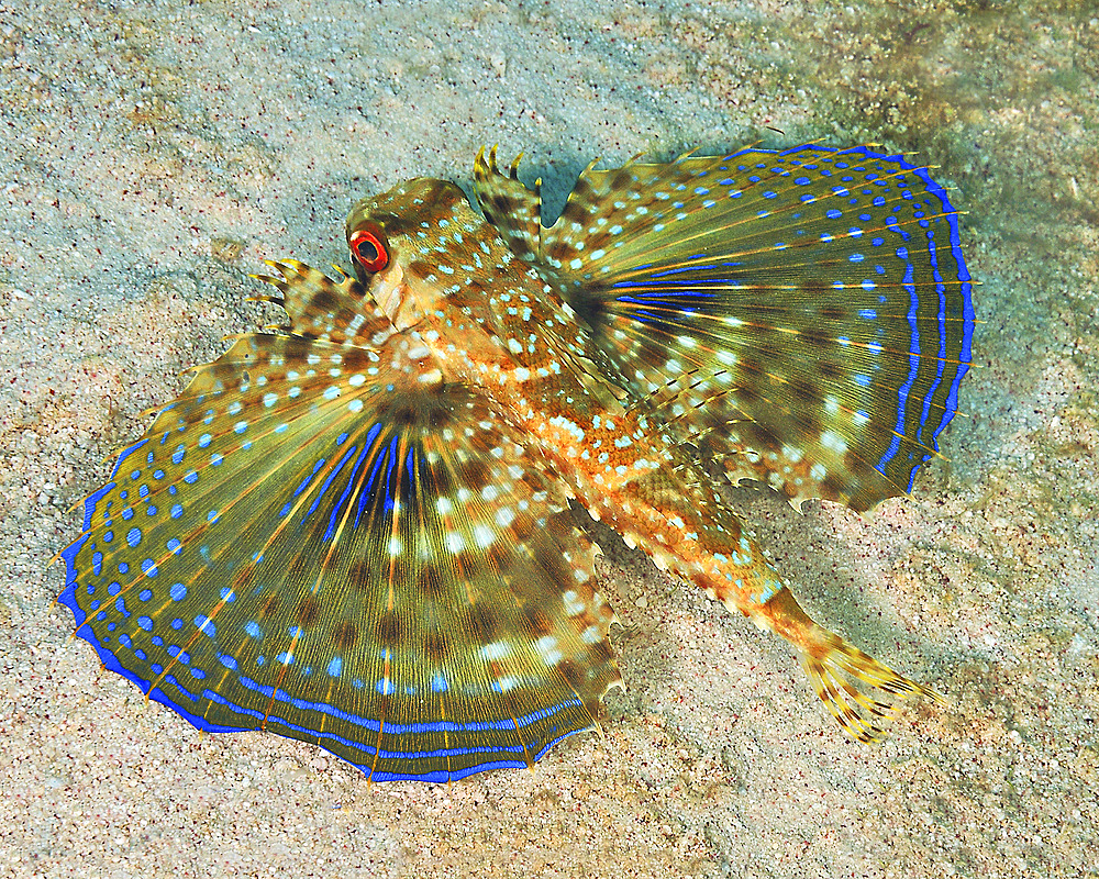 Flying Gurnard on sand in Carribean Sea.