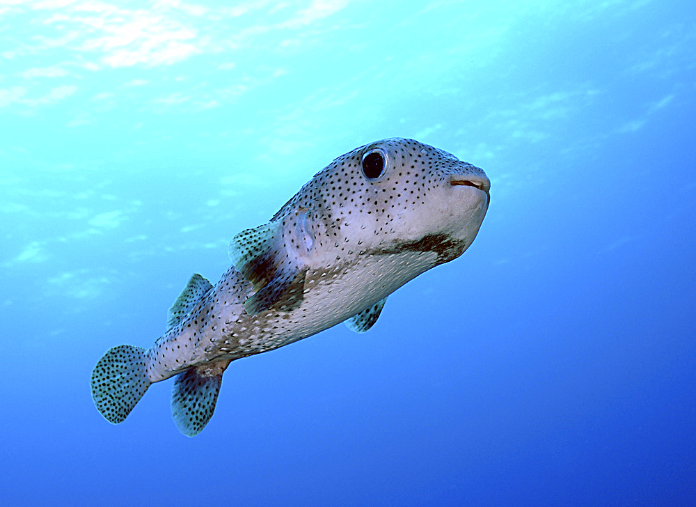 Porcupine fish in swimming in the Caribbean Sea.