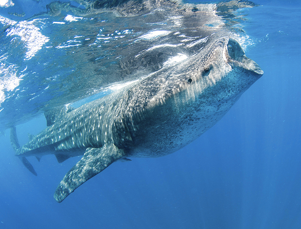 Whale Shark feeding off coast of Isla Mujeres, Mexico.