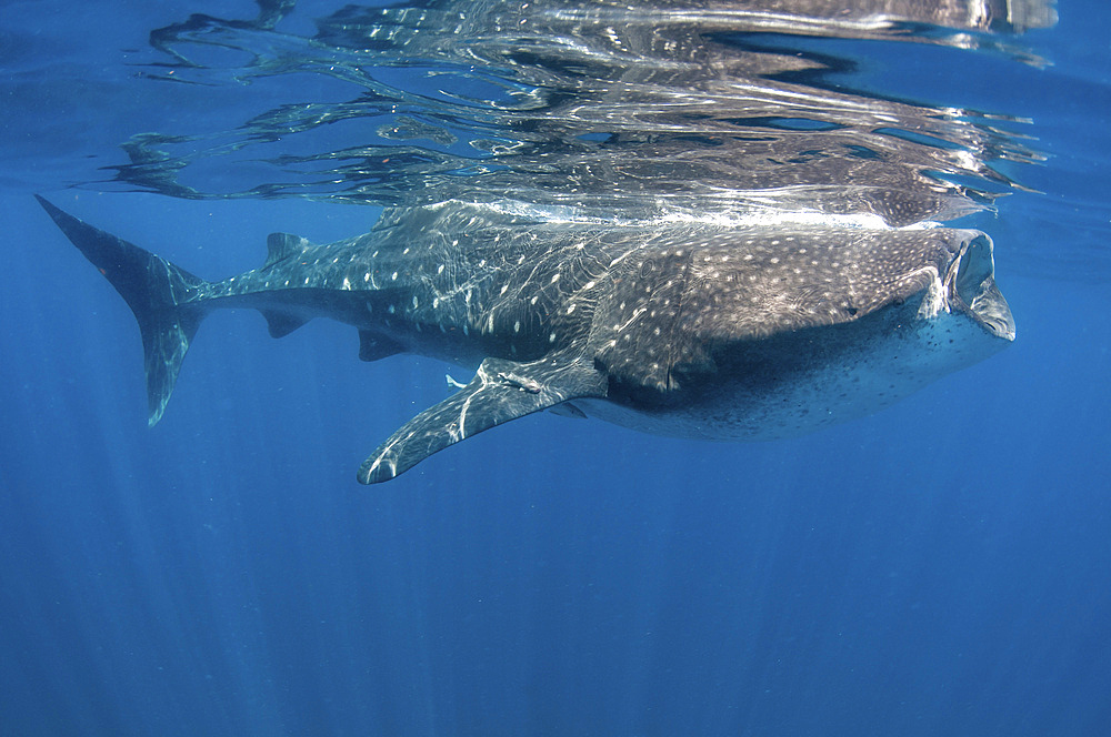 Whale Shark feeding off coast of Isla Mujeres, Mexico.