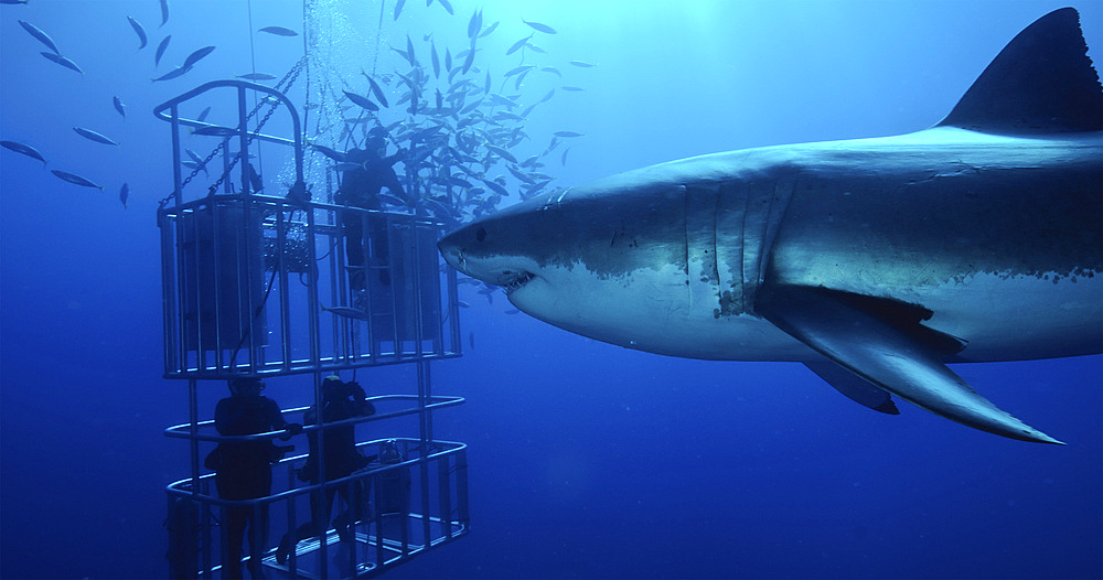Great white shark (Carcharodon carcharias) swims by divers in a shark cage, Isla Guadalupe, Baja California, Mexico. The divers are feeding the shark jack mackerel (Trachurus symmetricus).