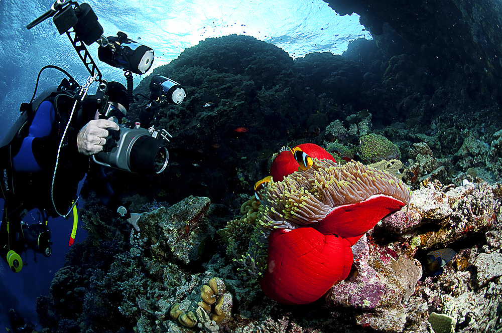 Sea anemone and diver, Red Sea, Egypt.
