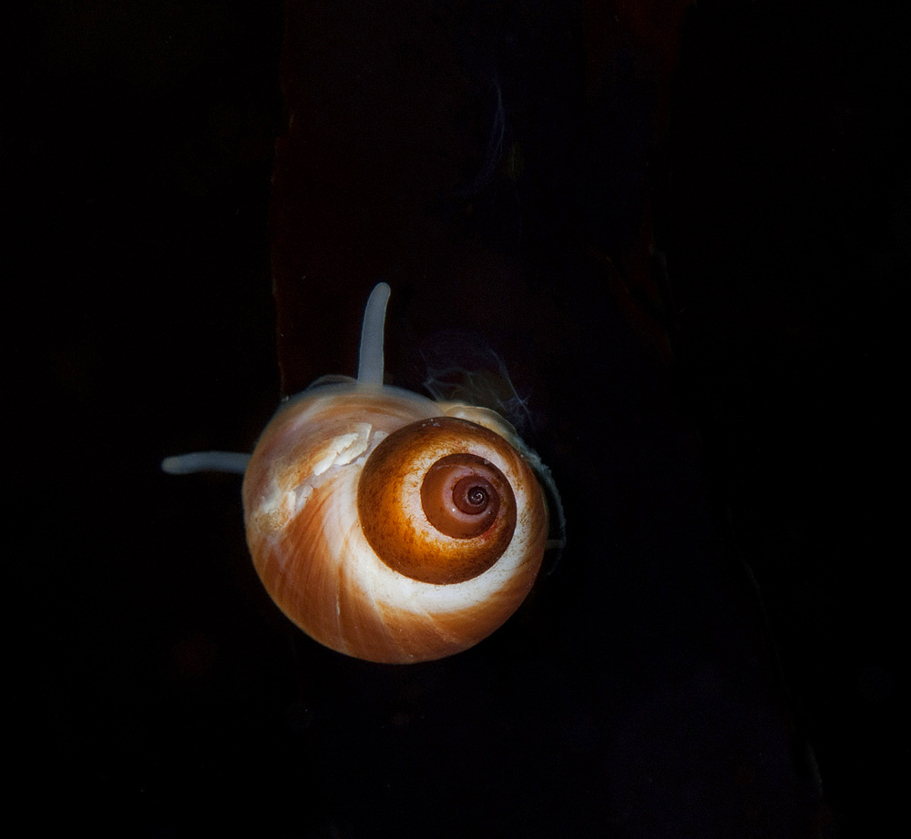 Sea snail on black background, Sisimiut, Greenland