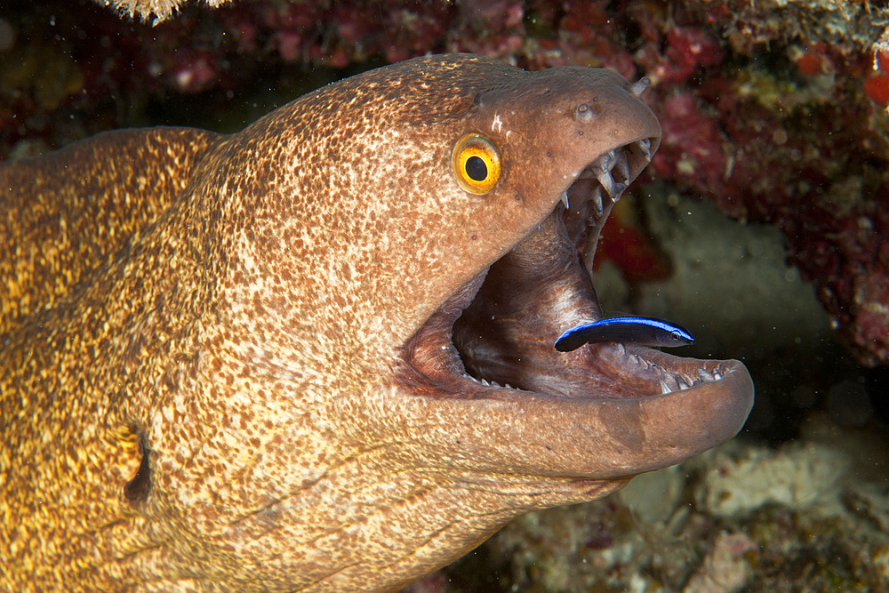 Giant moray eel and cleaner wrasse, Ari and Male Atoll, Maldives