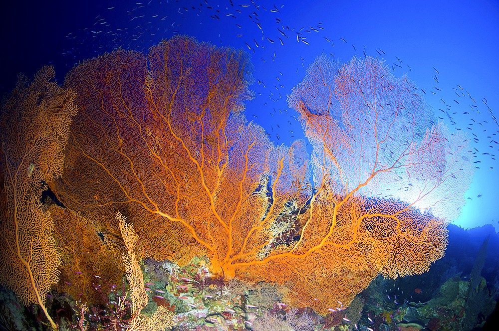 Orange gorgonian sea fan, Christmas Island, Australia.