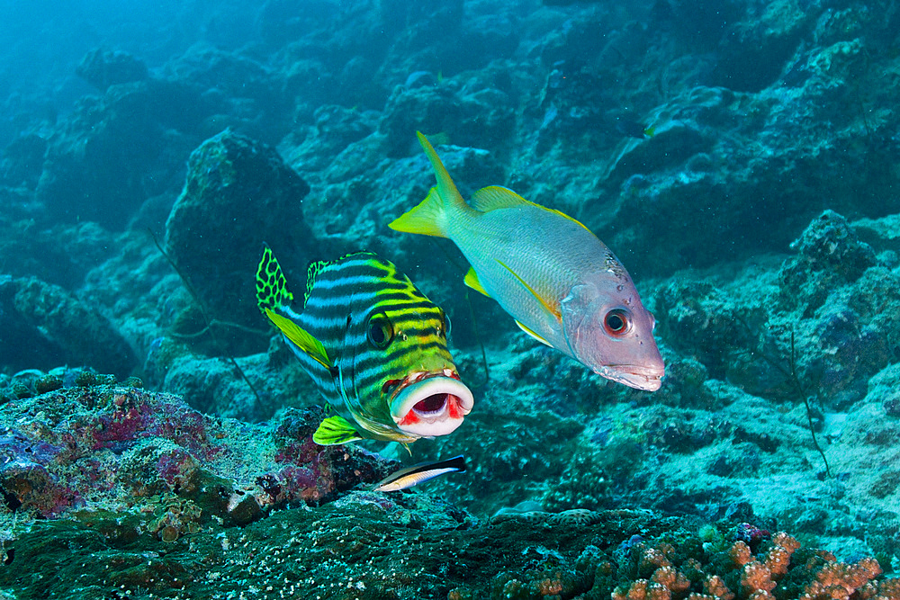 Oriental sweetlip and yellow snapper at cleaning statiuon with a cleaner wrasse, Ari and Male Atoll, Maldives.
