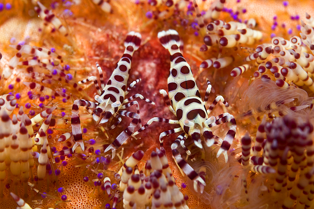 Spotted Periclimenes colemani shrimp on fire coral, Komodo, Indonesia.