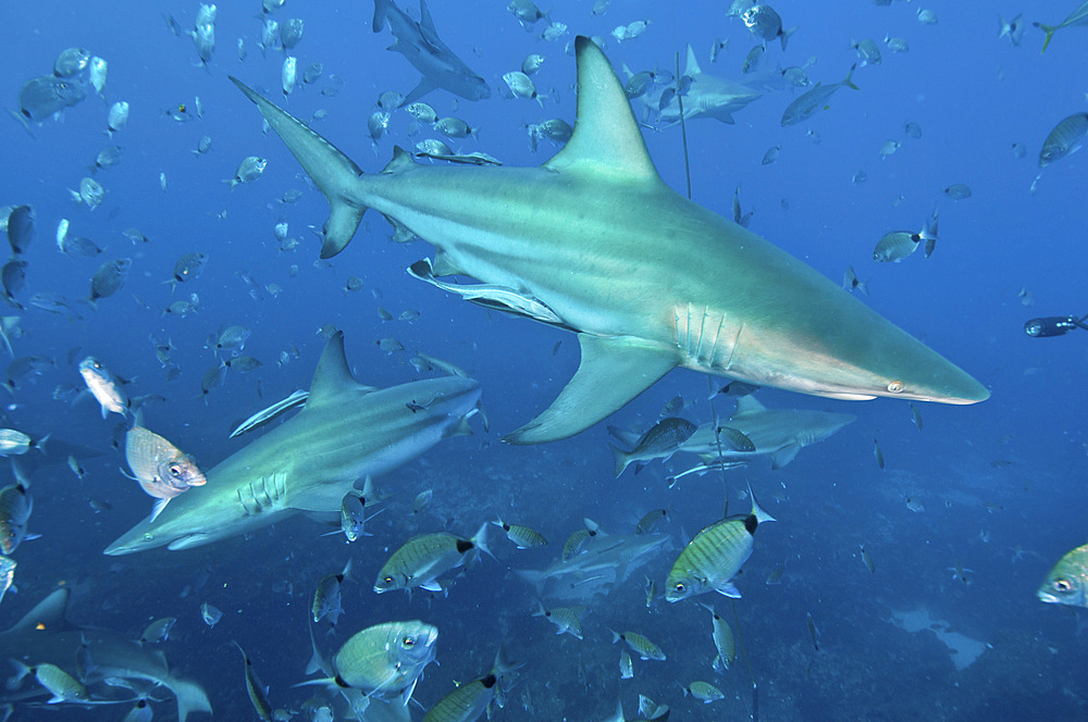 A pair of oceanic blacktip sharks with remora in tow pass each other by in a cloud of silvery fish, Aliwal Shoal, Umkomaas, KwaZulu-Natal, South Africa.