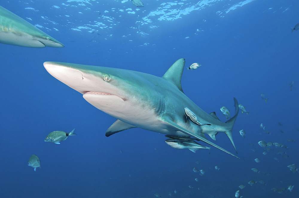 An oceanic blacktip shark swims by with remora in tow, Aliwal Shoal, Umkomaas, KwaZulu-Natal, South Africa.