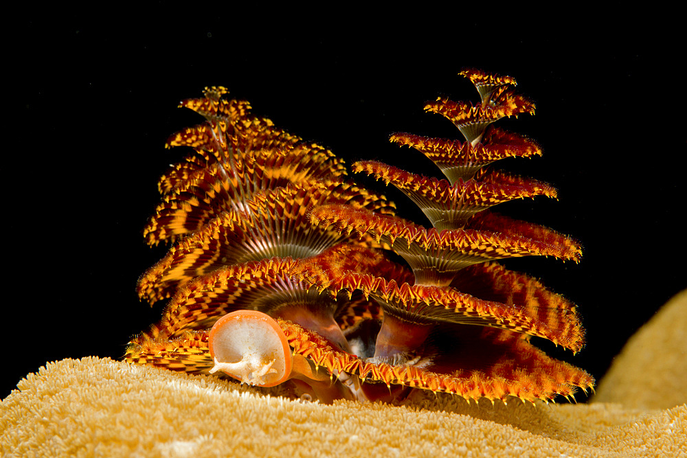 Pair of orange and red christmas tree worms on top of yellow hard coral, Pulau Aur, Johor, Malaysia.