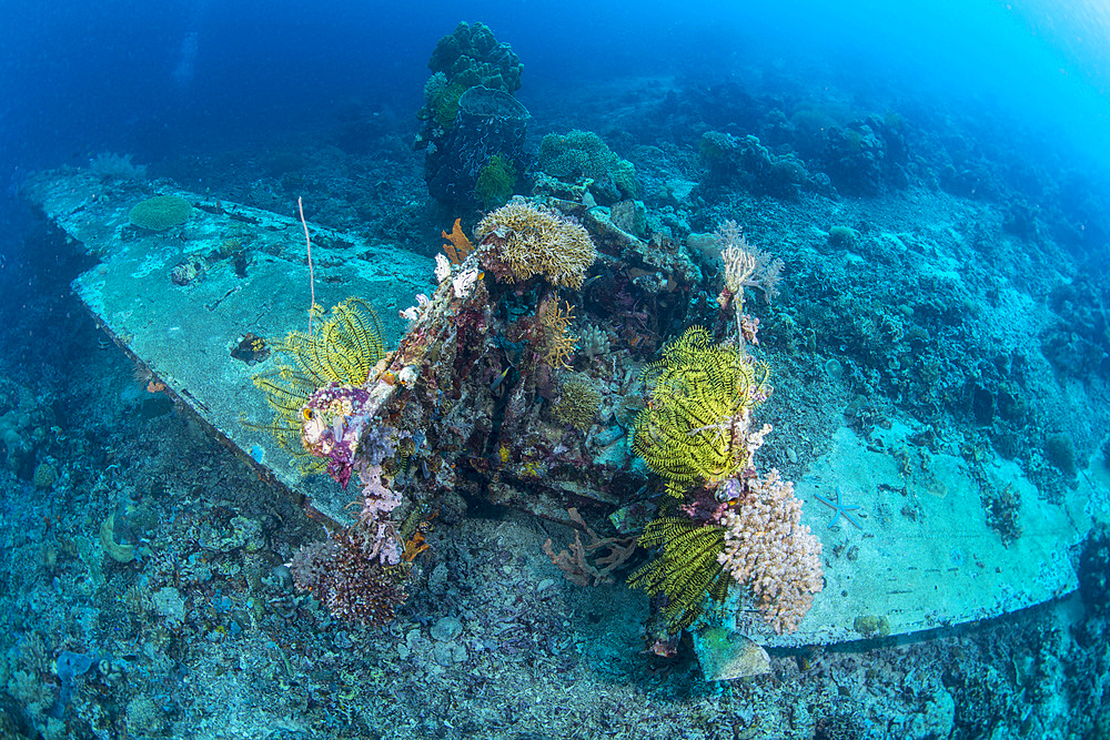 Airplane wreck sitting atop reef, overgrown with soft coral and crinoids, Cenderawasih Bay, West Papua, Indonesia.