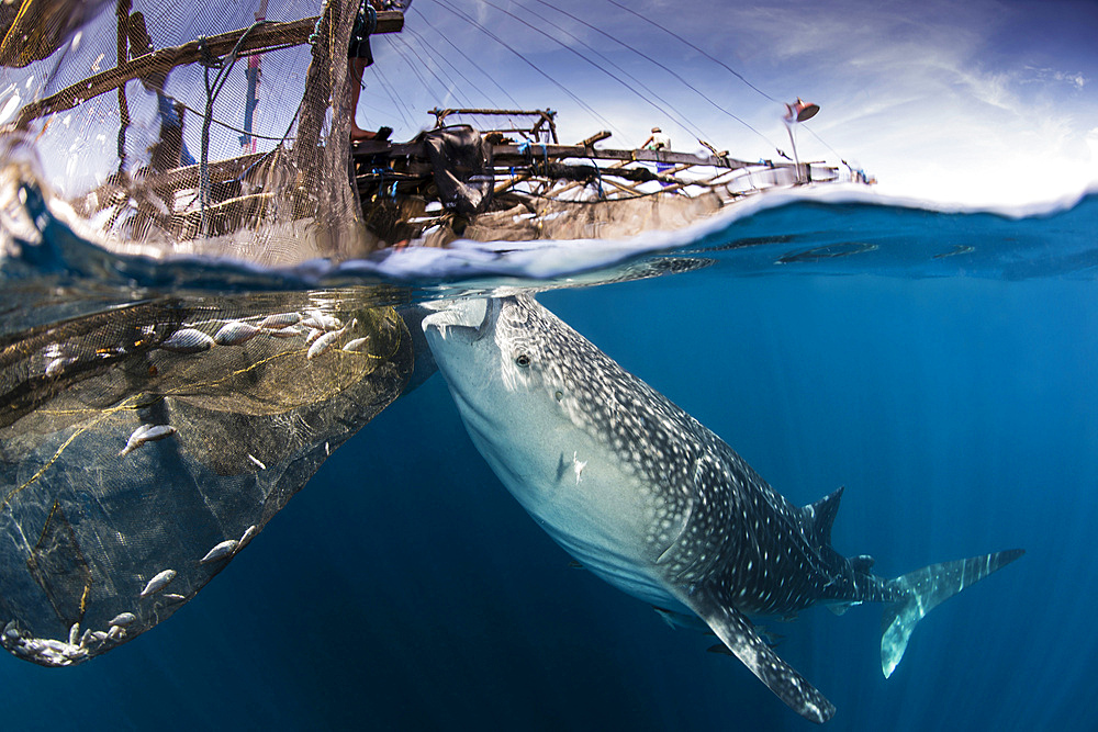 A large whale shark under a bagan, siphoning water from the surface, with sunrays shining in the water, Cenderawasih Bay, West Papua, Indonesia.