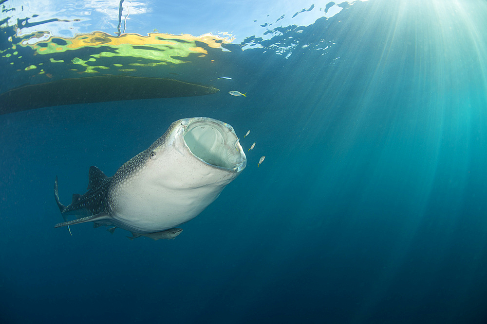 Whale shark coming up from the depths under the boat, mouth wide open, with sharp sunrays cutting through the water.