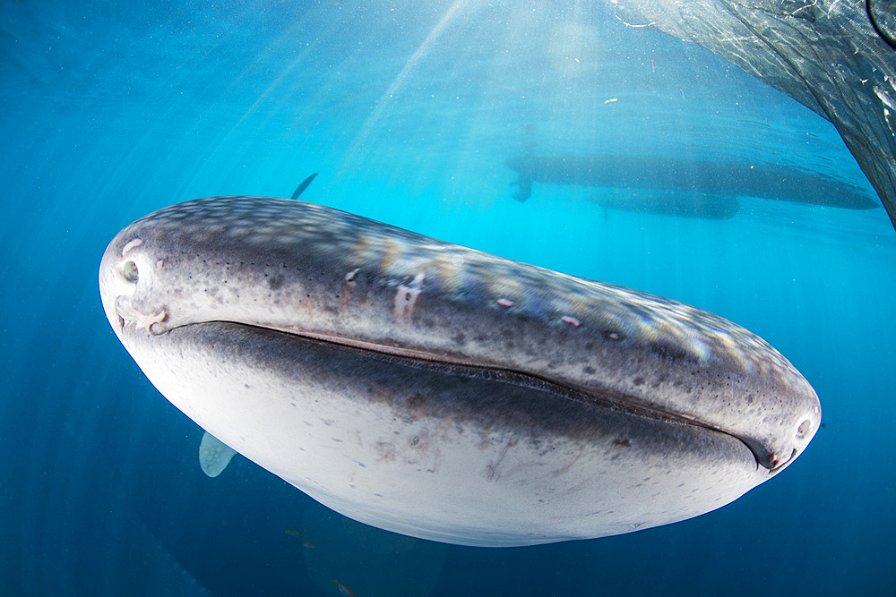 Whale shark swimming under a boat, with sharp sunrays cutting through the water, Cenderawasih Bay, West Papua, Indonesia.