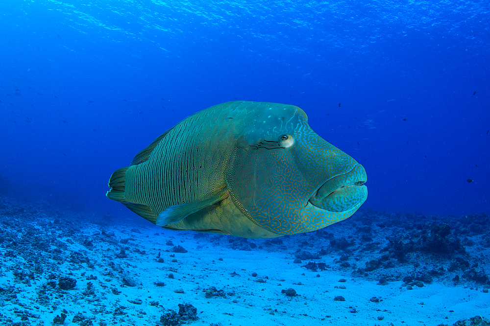 Large Napoleon wrasse in blue water, Palau, Micronesia.