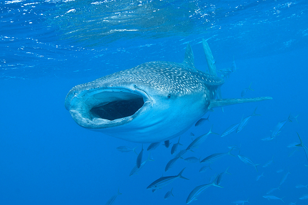 Whale shark swimming with mouth open, accompanied by fusilier fish, Maldives.