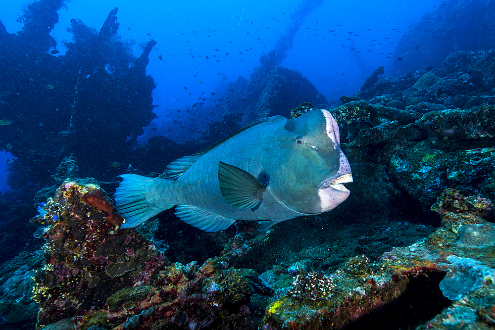 Bumphead parrotfish (Bolbometopon muricatum) swimming over the Liberty Wreck in Tulamben, Bali, Indonesia.