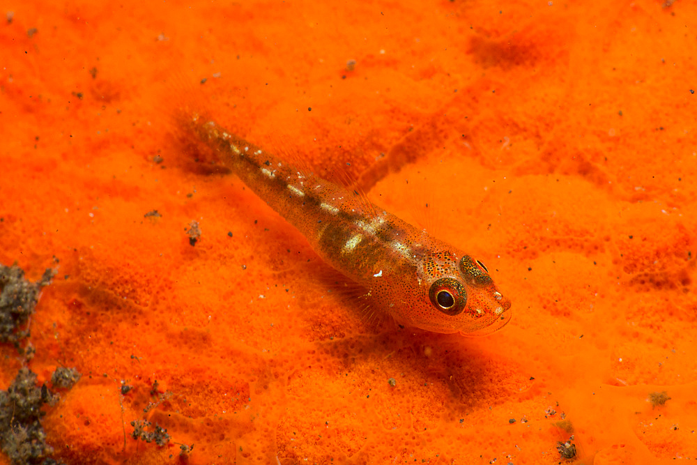 Red and transparent goby over a red encrusting sponge, Indonesia.