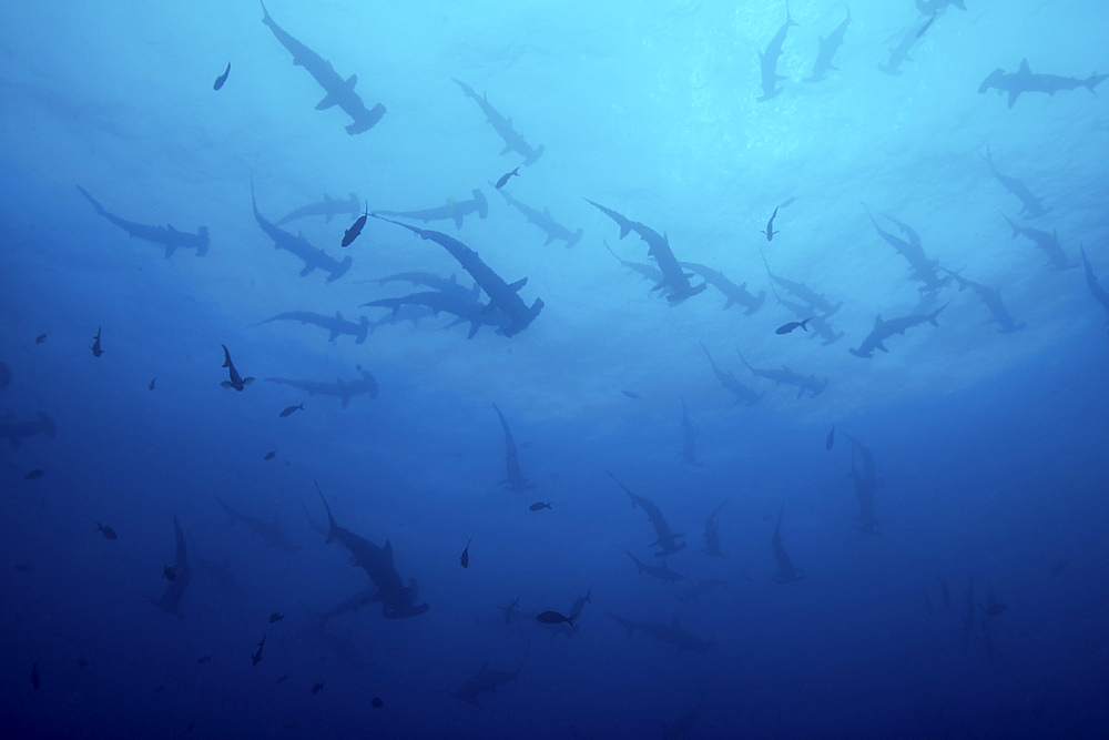 Large school of dozens of scalloped hammerhead shark converging towards the surface, silhouetted against the blue water, Cocos Island.