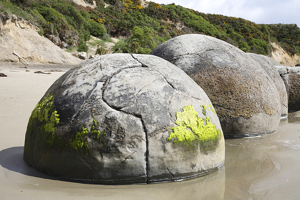November 13, 2007 - Moeraki Boulders, round septarian concretions created by cementation of Paleocene mudstone of the Moeraki formation, Koekohe Beach, New Zealand.