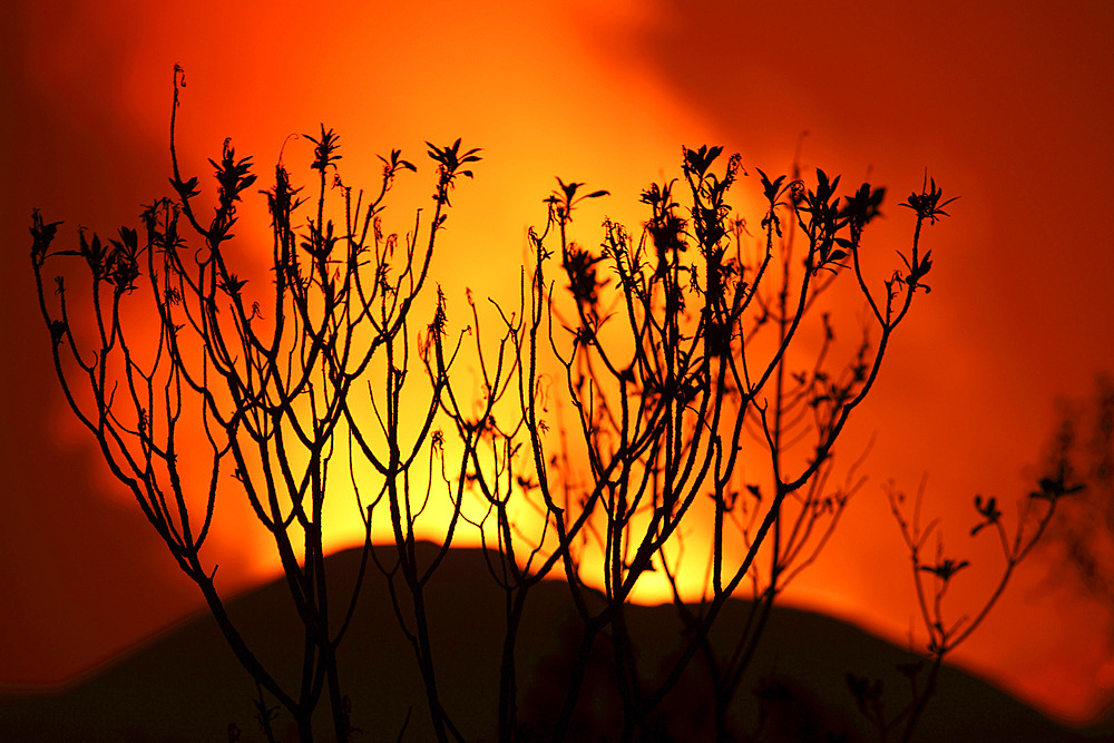 January 22, 2012 - Bush silhouetted against glow of lava in crater of Nyamuragira Volcano, Kimanura Eruption.