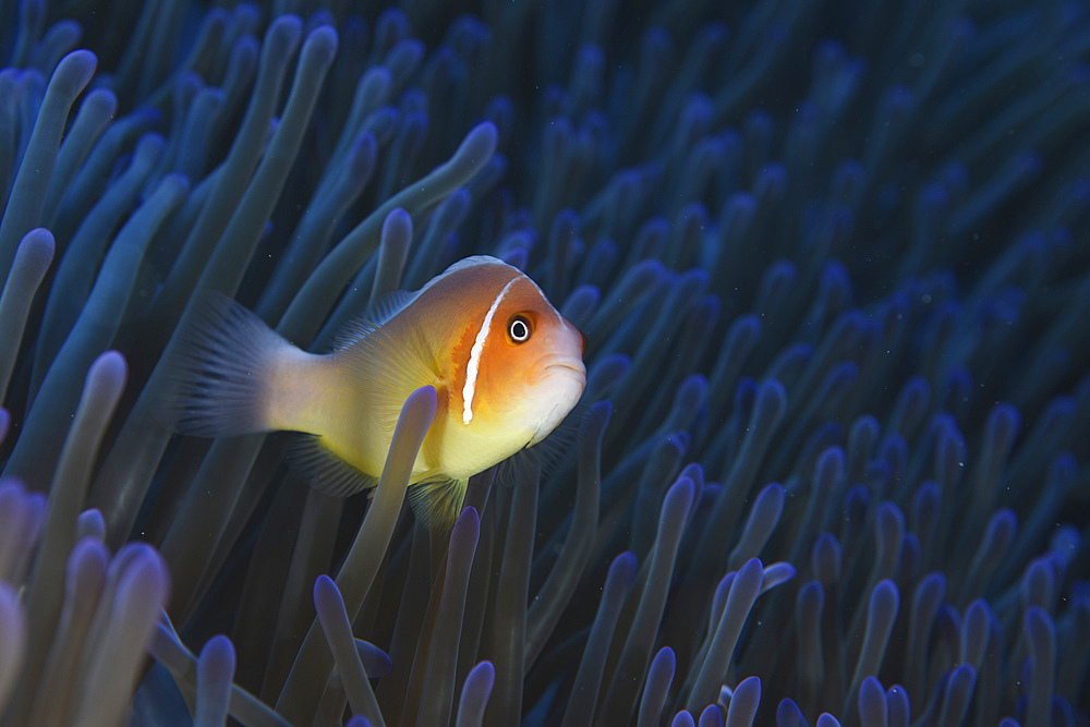 Pink anemonefish, Yap, Micronesia.