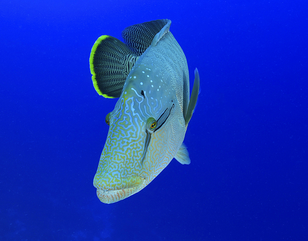 Humphead wrasse, Red Sea, Egypt.