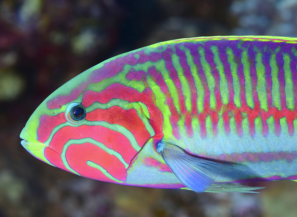 Surge wrasse (Thalassoma purpureum), Red Sea, Egypt.
